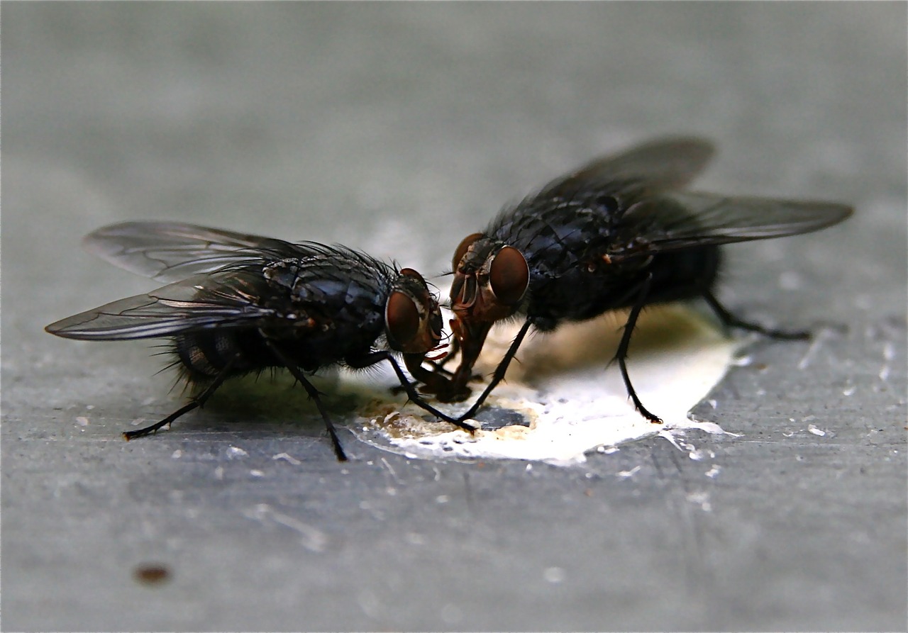 housefly on a dirt surface