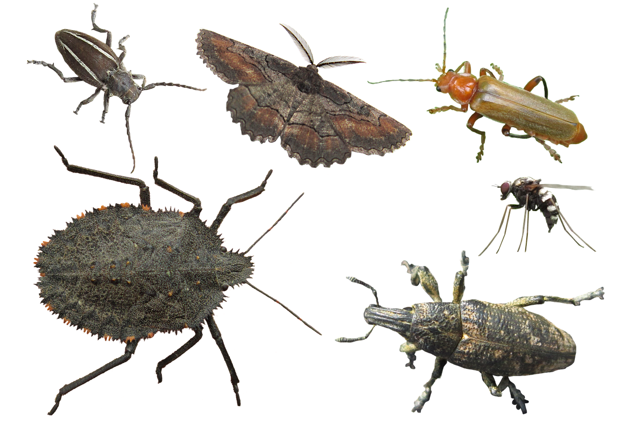 common pests